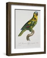 Print of an Amazon Parrot by Jacques Barraband-Stapleton Collection-Framed Giclee Print