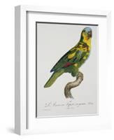 Print of an Amazon Parrot by Jacques Barraband-Stapleton Collection-Framed Giclee Print