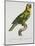 Print of an Amazon Parrot by Jacques Barraband-Stapleton Collection-Mounted Giclee Print