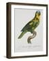 Print of an Amazon Parrot by Jacques Barraband-Stapleton Collection-Framed Giclee Print