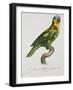 Print of an Amazon Parrot by Jacques Barraband-Stapleton Collection-Framed Giclee Print