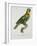 Print of an Amazon Parrot by Jacques Barraband-Stapleton Collection-Framed Giclee Print