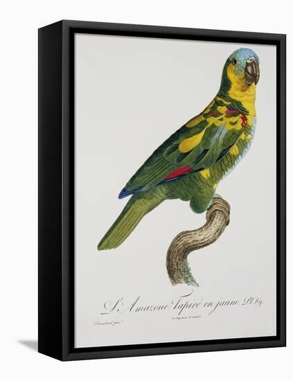 Print of an Amazon Parrot by Jacques Barraband-Stapleton Collection-Framed Stretched Canvas