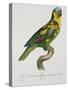 Print of an Amazon Parrot by Jacques Barraband-Stapleton Collection-Stretched Canvas