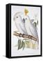 Print of Two Cockatoos by A. Dumenil-Stapleton Collection-Framed Stretched Canvas