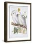 Print of Two Cockatoos by A. Dumenil-Stapleton Collection-Framed Giclee Print