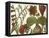 Printed Arena Botanical II-Vision Studio-Framed Stretched Canvas