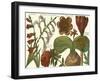 Printed Arena Botanical II-Vision Studio-Framed Art Print