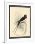 Printed Chimney Swallow-null-Framed Art Print