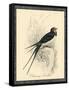 Printed Chimney Swallow-null-Framed Stretched Canvas