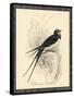 Printed Chimney Swallow-null-Framed Stretched Canvas