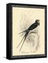 Printed Chimney Swallow-null-Framed Stretched Canvas