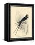 Printed Chimney Swallow-null-Framed Stretched Canvas