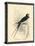 Printed Chimney Swallow-null-Stretched Canvas