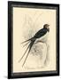 Printed Chimney Swallow-null-Framed Art Print