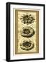 Printed Classic Rosette Panel II-Vision Studio-Framed Art Print