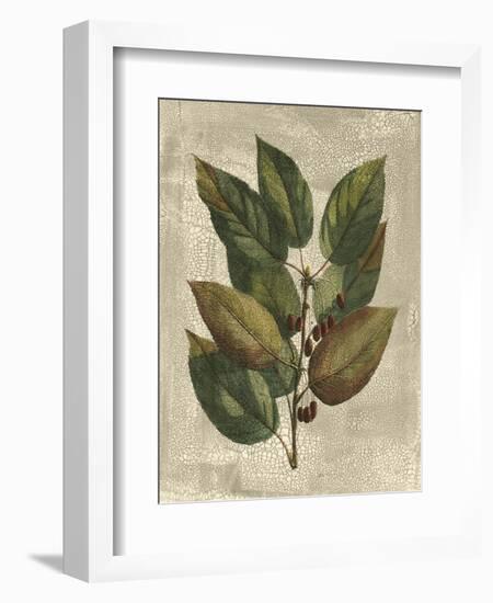 Printed Deshayes Trees IV-Vision Studio-Framed Art Print