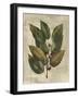 Printed Deshayes Trees IV-Vision Studio-Framed Art Print