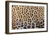 Printed Focus-Staffan Widstrand-Framed Giclee Print