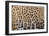 Printed Focus-Staffan Widstrand-Framed Giclee Print