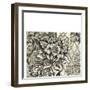 Printed Graphic Chintz II-Chariklia Zarris-Framed Art Print