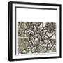 Printed Graphic Chintz IV-Chariklia Zarris-Framed Art Print