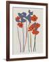 Printed Poppies-Jenny Frean-Framed Giclee Print