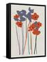 Printed Poppies-Jenny Frean-Framed Stretched Canvas