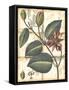 Printed Rustic Garden IV-Vision Studio-Framed Stretched Canvas