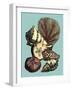 Printed Shell & Coral Collection I-Vision Studio-Framed Art Print