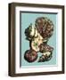 Printed Shell & Coral Collection I-Vision Studio-Framed Art Print