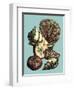 Printed Shell & Coral Collection I-Vision Studio-Framed Art Print