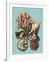 Printed Shell & Coral Collection II-Vision Studio-Framed Art Print