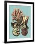 Printed Shell & Coral Collection II-Vision Studio-Framed Art Print