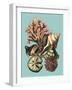 Printed Shell & Coral Collection II-Vision Studio-Framed Art Print