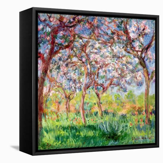 Printemps a Giverny, 1903-Claude Monet-Framed Stretched Canvas