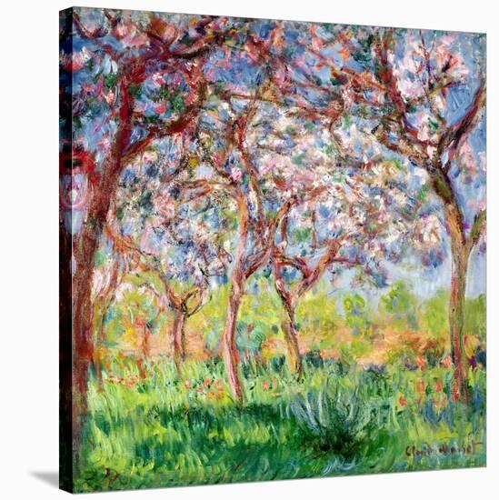 Printemps a Giverny, 1903-Claude Monet-Stretched Canvas