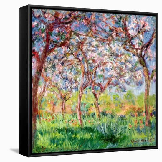 Printemps a Giverny, 1903-Claude Monet-Framed Stretched Canvas