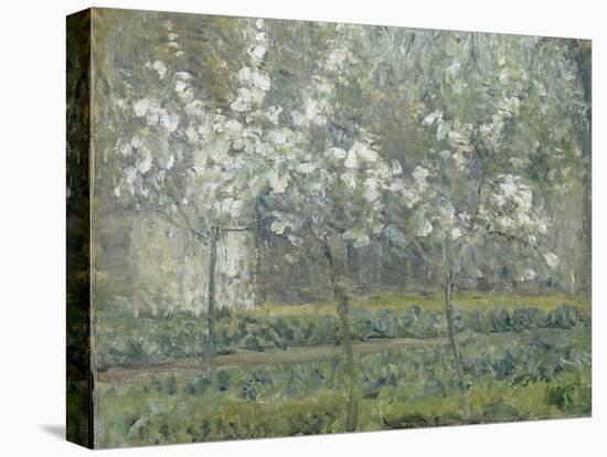 Printemps. Pruniers en fleurs, dit : Potager, arbres en fleurs, printemps, Pontoise-Camille Pissarro-Stretched Canvas