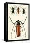 Prioninae, or Long-Horned Beetles-Auguste Dumesnil-Framed Stretched Canvas