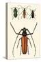 Prioninae, or Long-Horned Beetles-Auguste Dumesnil-Stretched Canvas