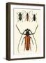 Prioninae, or Long-Horned Beetles-Auguste Dumesnil-Framed Art Print