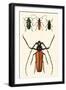 Prioninae, or Long-Horned Beetles-Auguste Dumesnil-Framed Art Print