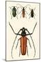 Prioninae, or Long-Horned Beetles-Auguste Dumesnil-Mounted Art Print