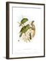 Prioniturus Spatuliger-John Gould-Framed Art Print