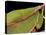 Prionolopha Serrata (Serrate Lubber Grasshopper)- Portrait-Paul Starosta-Stretched Canvas