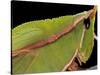 Prionolopha Serrata (Serrate Lubber Grasshopper)- Portrait-Paul Starosta-Stretched Canvas