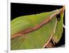 Prionolopha Serrata (Serrate Lubber Grasshopper)- Portrait-Paul Starosta-Framed Photographic Print