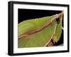 Prionolopha Serrata (Serrate Lubber Grasshopper)- Portrait-Paul Starosta-Framed Photographic Print