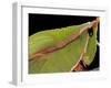 Prionolopha Serrata (Serrate Lubber Grasshopper)- Portrait-Paul Starosta-Framed Photographic Print